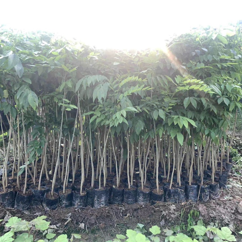 黄花梨苗，正宗海南油性黄花梨苗，保湿发货基地直销