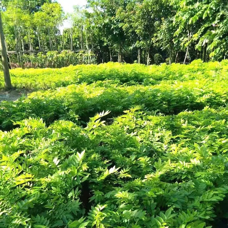 黄花梨苗，正宗海南油性黄花梨苗，保湿发货基地直销
