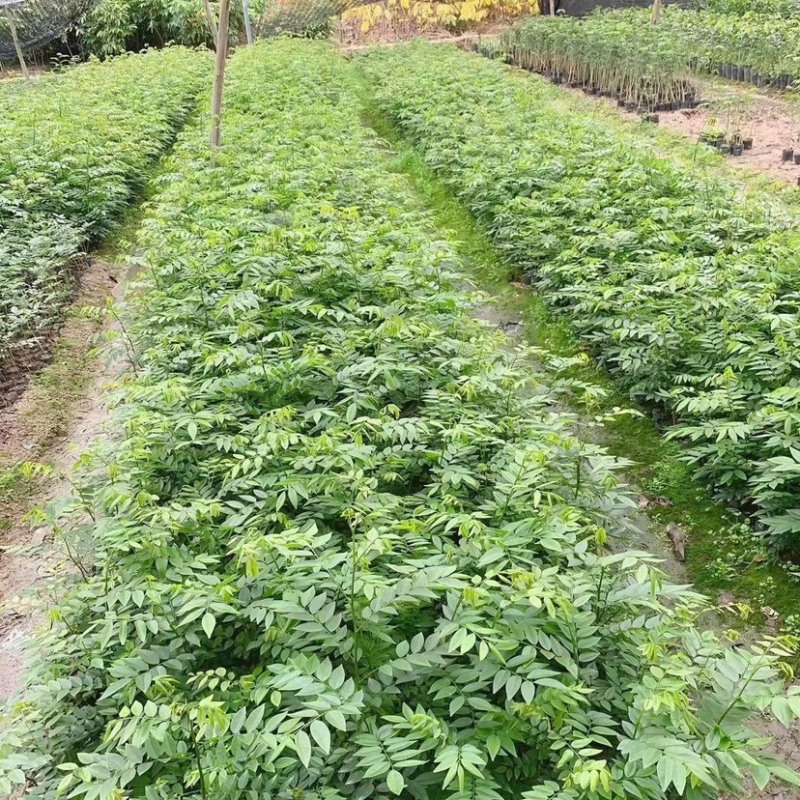 黄花梨苗，正宗海南油性黄花梨苗，保湿发货基地直销