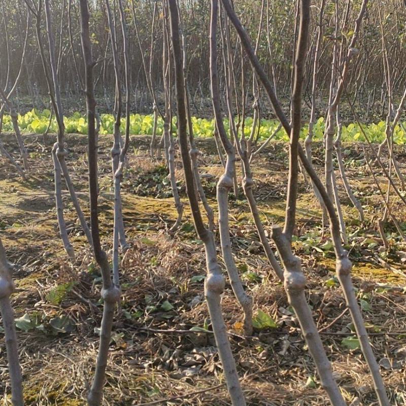 矮化苹果树苗品种纯正规格齐全质量保证