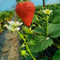 红颜草莓，新鲜上市，货量足个头漂亮。距离高速口近