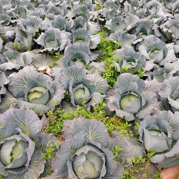 绿春包菜产地直供，对接全国市场，平台，量大从优，价格美丽