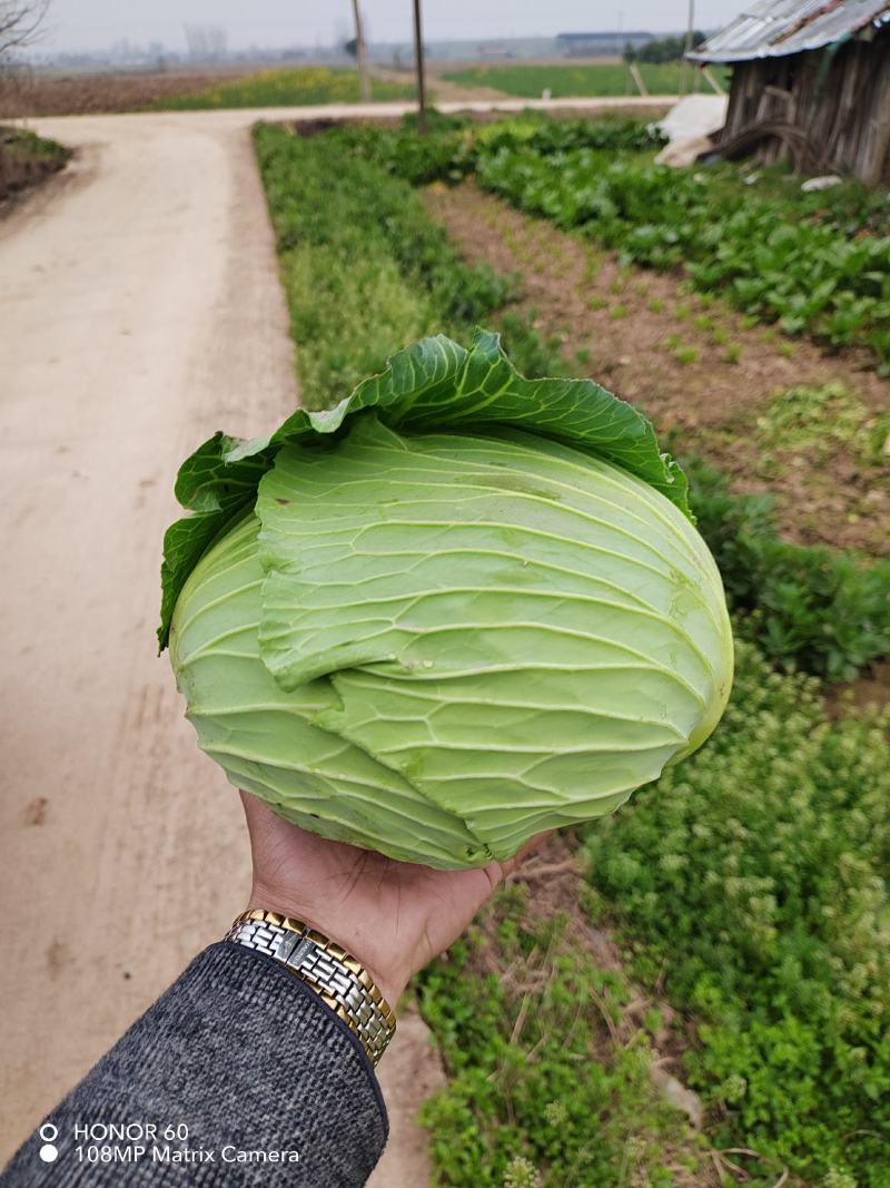 绿春包菜产地直供，对接全国市场，平台，量大从优，价格美丽