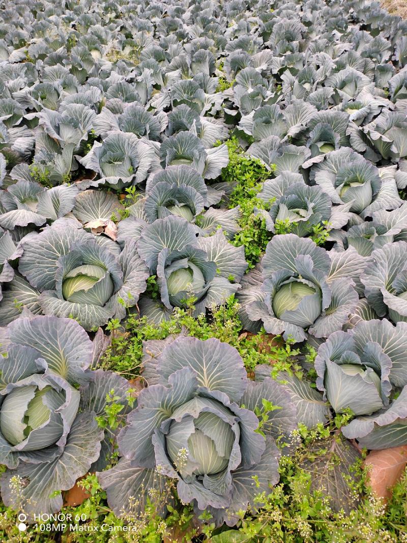绿春包菜产地直供，对接全国市场，平台，量大从优，价格美丽