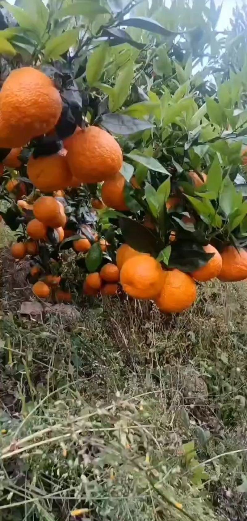 精品黄果柑大量上市50起摘，价格便宜，一手货源对接全客商