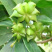 【包邮-500ML茴香油】八角茴香油正宗广西家用茴香油