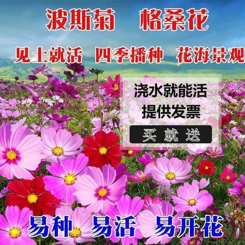 波斯菊种子，格桑花种子景赏花海绿化庭院易种易活花籽花种子