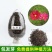 波斯菊种子，格桑花种子景赏花海绿化庭院易种易活花籽花种子