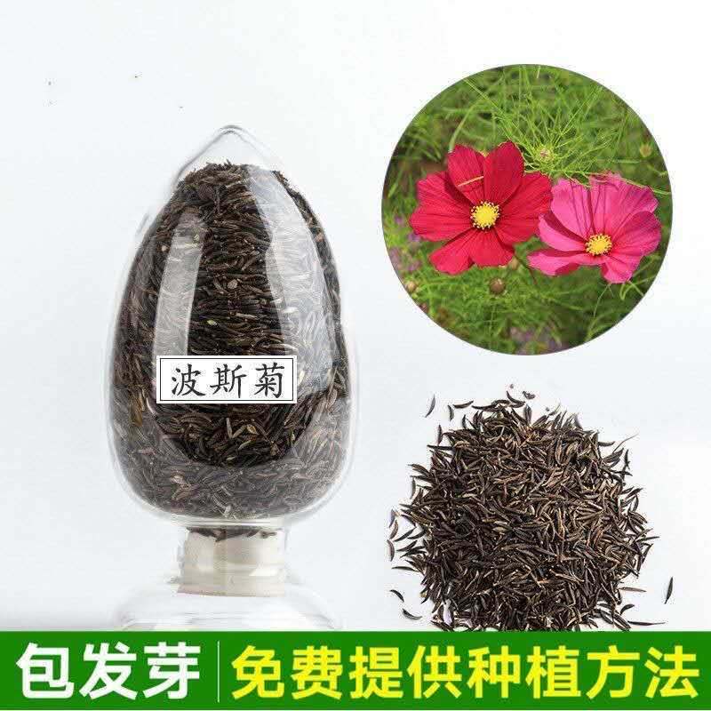 波斯菊种子，格桑花种子景赏花海绿化庭院易种易活花籽花种子