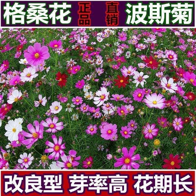 波斯菊种子，格桑花种子景赏花海绿化庭院易种易活花籽花种子