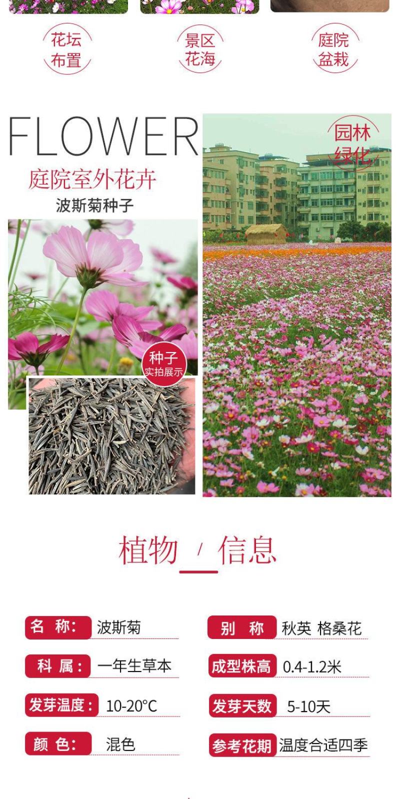 波斯菊种子，格桑花种子景赏花海绿化庭院易种易活花籽花种子