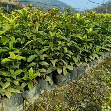 金桂，八月桂，月月桂，丹桂，精品桂花树价格，湖南桂花