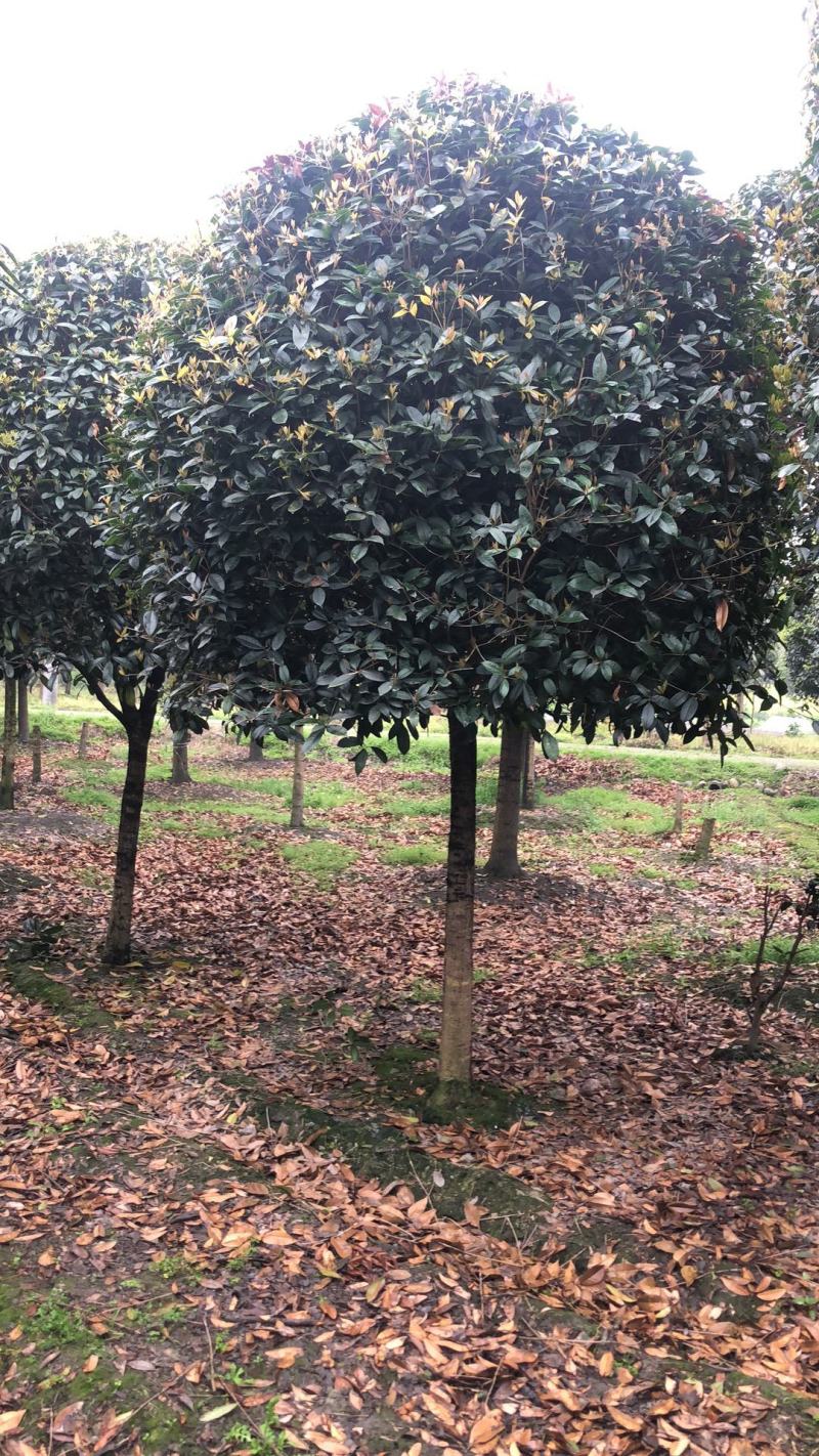 金桂，八月桂，月月桂，丹桂，精品桂花树价格，湖南桂花