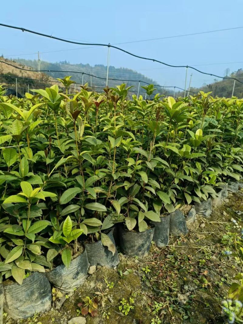 金桂，八月桂，月月桂，丹桂，精品桂花树价格，湖南桂花