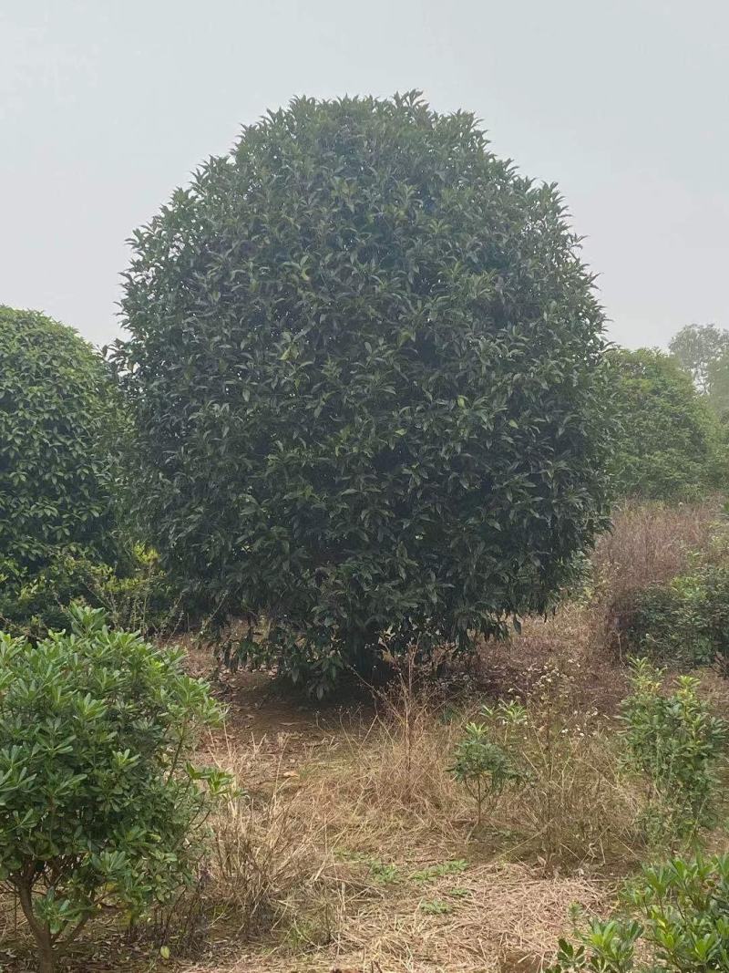 金桂，八月桂，月月桂，丹桂，精品桂花树价格，湖南桂花