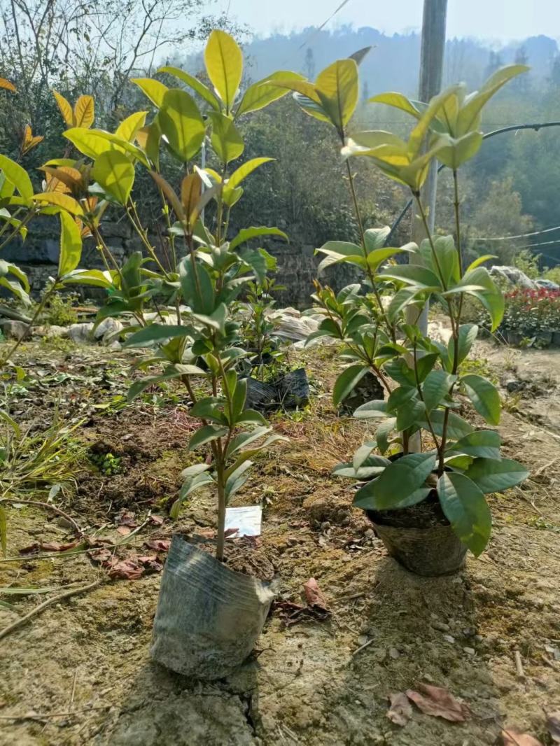 金桂，八月桂，月月桂，丹桂，精品桂花树价格，湖南桂花