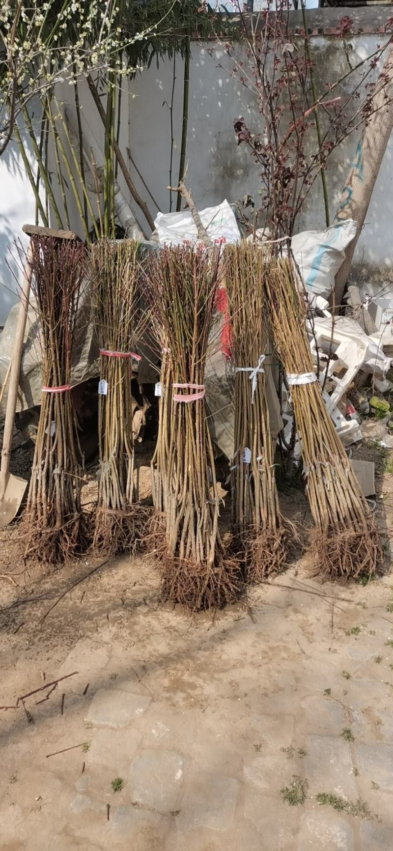 菊花碧桃，一手货源，无中间赚差价，河南鄢陵货源