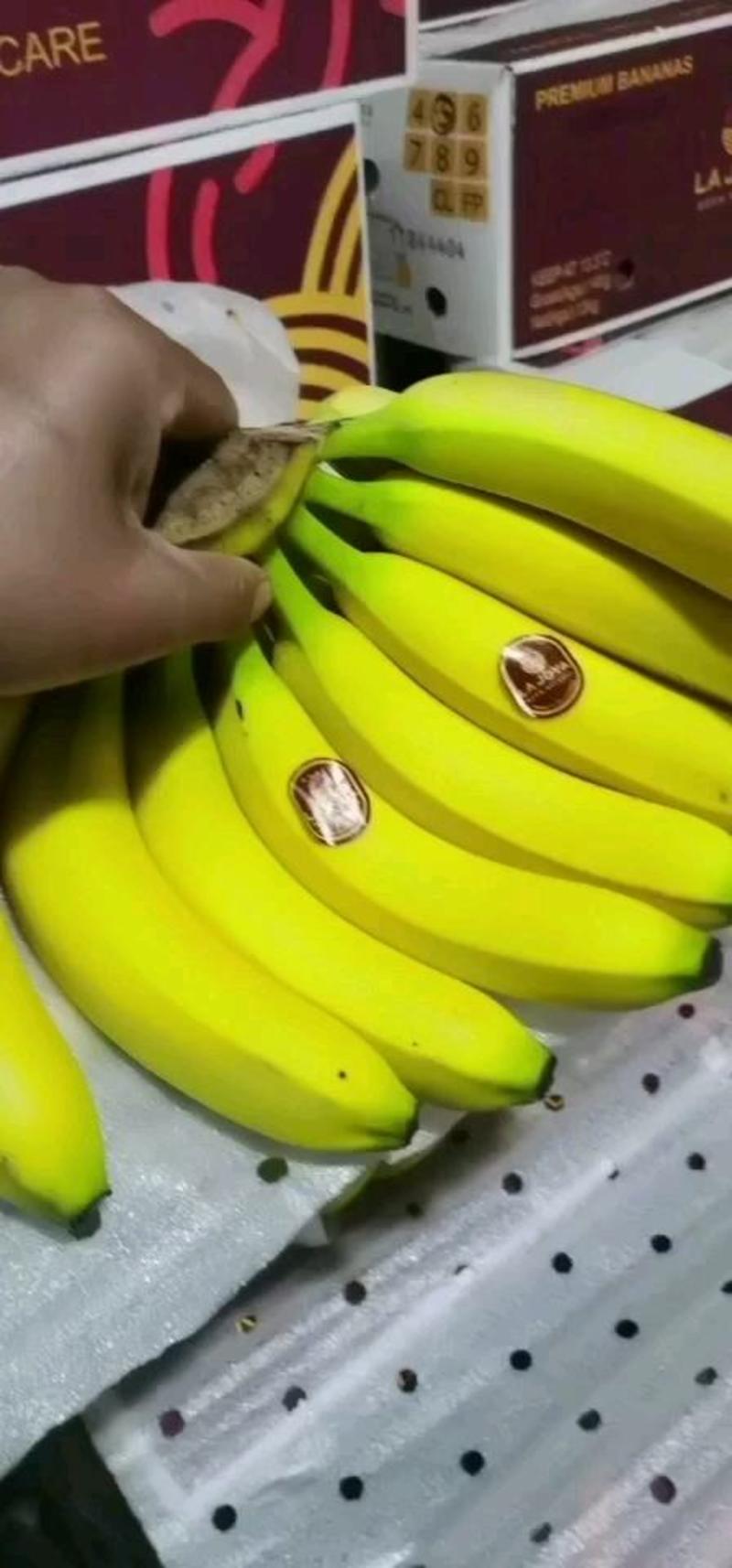 主营香蕉，青蕉二黄蕉长年大量现货！无黑心斑点无硬心黑把