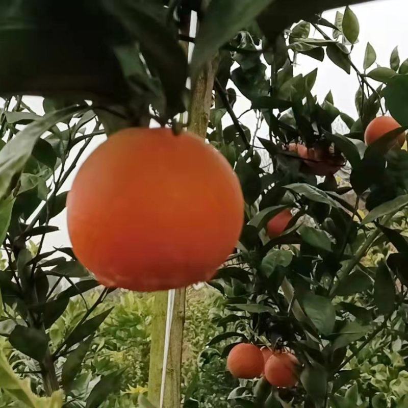 资中塔罗科血橙产地直销