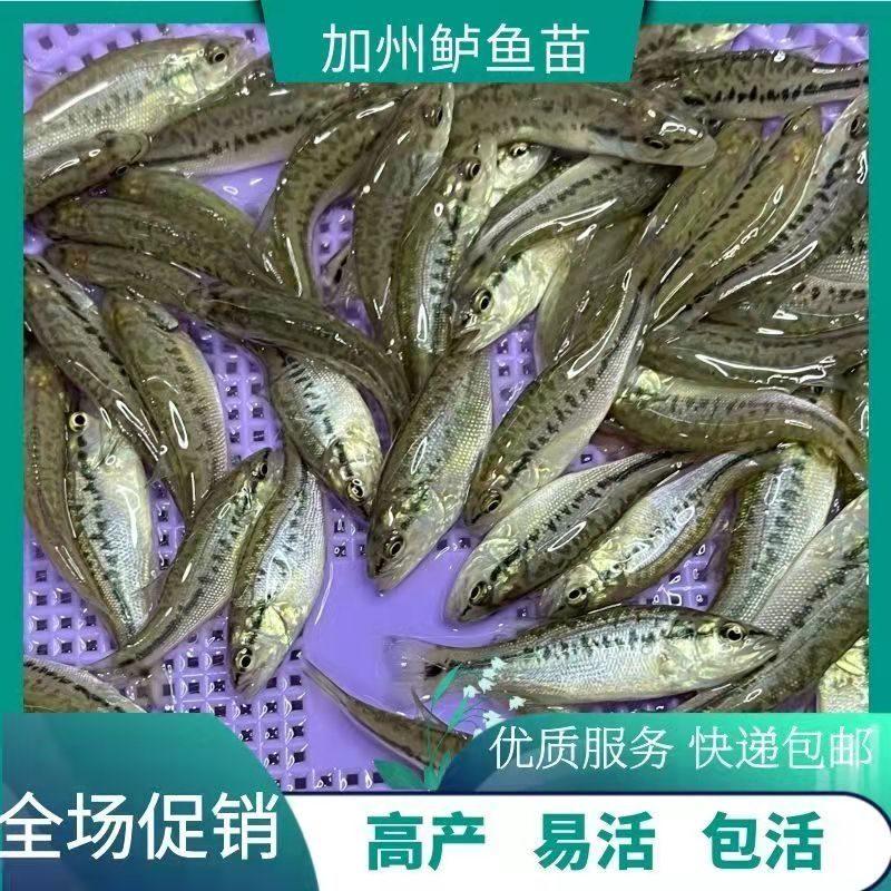 【鲈鱼苗】优质鲈鱼苗，鱼场直销。价格优惠，免费提供技术。