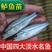 【鲈鱼苗】优质鲈鱼苗，鱼场直销。价格优惠，免费提供技术。