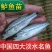 【鲈鱼苗】优质鲈鱼苗，鱼场直销。价格优惠，免费提供技术。