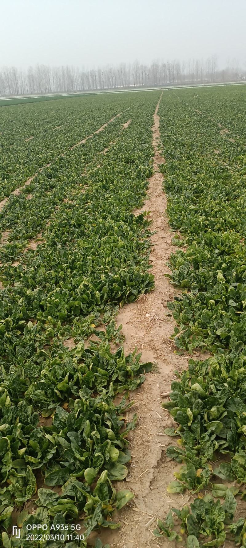 菠菜趴地菠菜，无农药残留