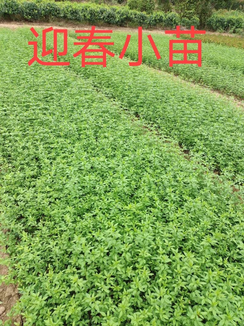 迎春花，云南黄馨苗，野迎春苗，迎春小球价格，湖南迎春苗