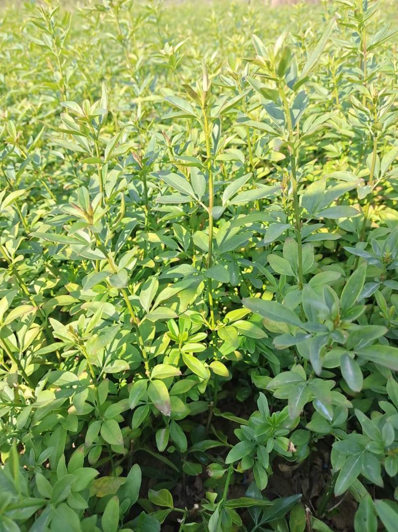 迎春花，云南黄馨苗，野迎春苗，迎春小球价格，湖南迎春苗