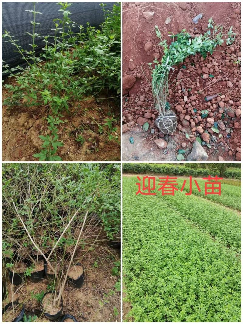 迎春花，云南黄馨苗，野迎春苗，迎春小球价格，湖南迎春苗