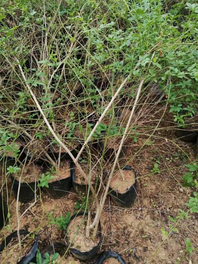 迎春花，云南黄馨苗，野迎春苗，迎春小球价格，湖南迎春苗