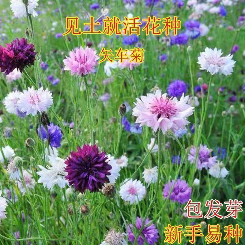 新矢车菊花卉种子混色单色花海景观庭院易种易混花种子批发