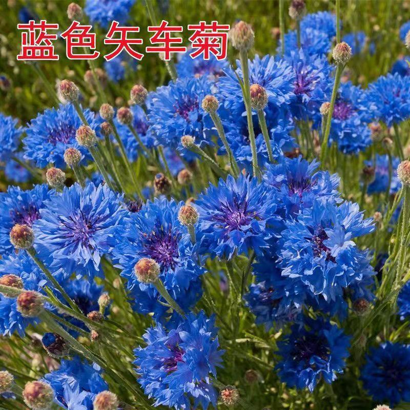新矢车菊花卉种子混色单色花海景观庭院易种易混花种子批发