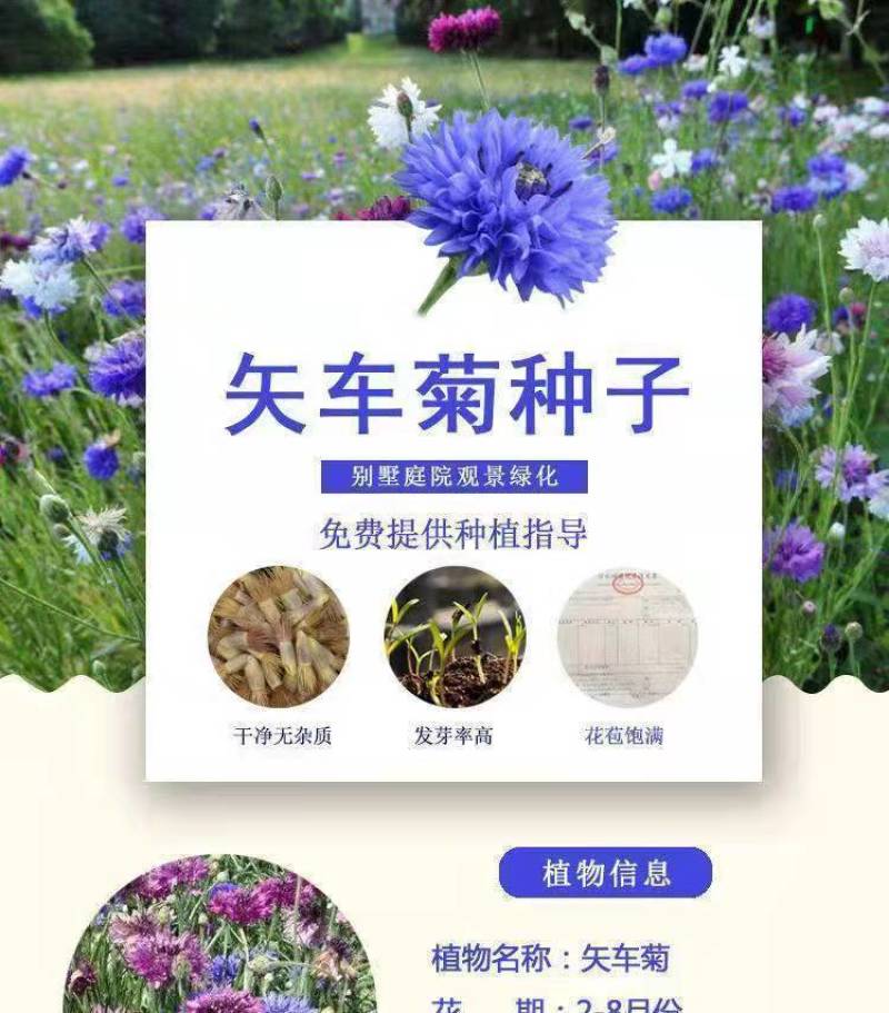 新矢车菊花卉种子混色单色花海景观庭院易种易混花种子批发