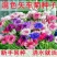 新矢车菊花卉种子混色单色花海景观庭院易种易混花种子批发