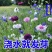 新矢车菊花卉种子混色单色花海景观庭院易种易混花种子批发