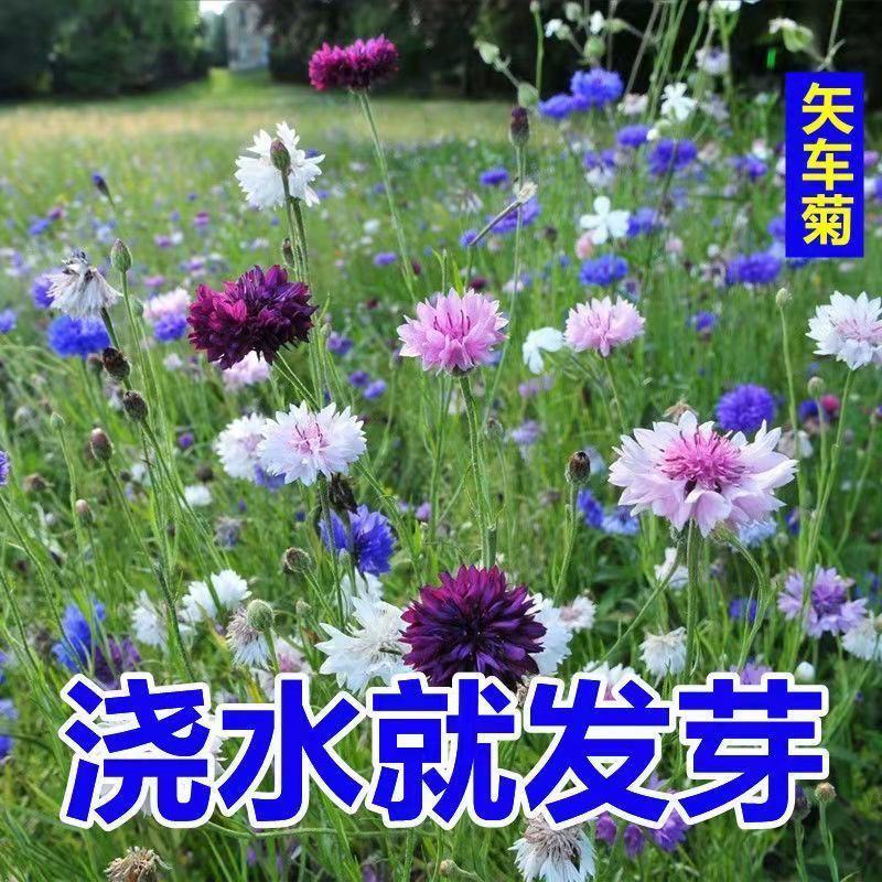 新矢车菊花卉种子混色单色花海景观庭院易种易混花种子批发