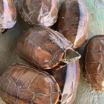中华草龟，30一个火爆模式。卖肉不卖壳，自动围人