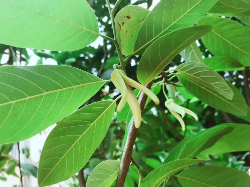 红释迦果苗，台湾嫁接释迦果苗，嫁接苗，杯苗发货