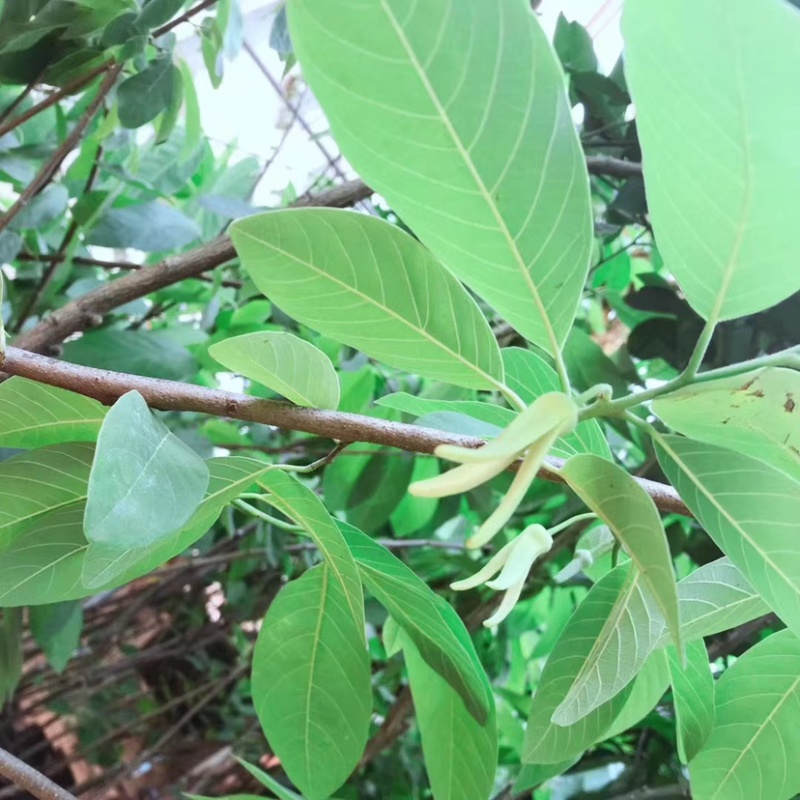 红释迦果苗，台湾嫁接释迦果苗，嫁接苗，杯苗发货