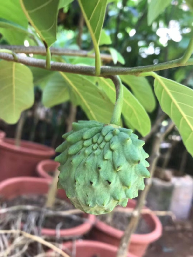 红释迦果苗，台湾嫁接释迦果苗，嫁接苗，杯苗发货