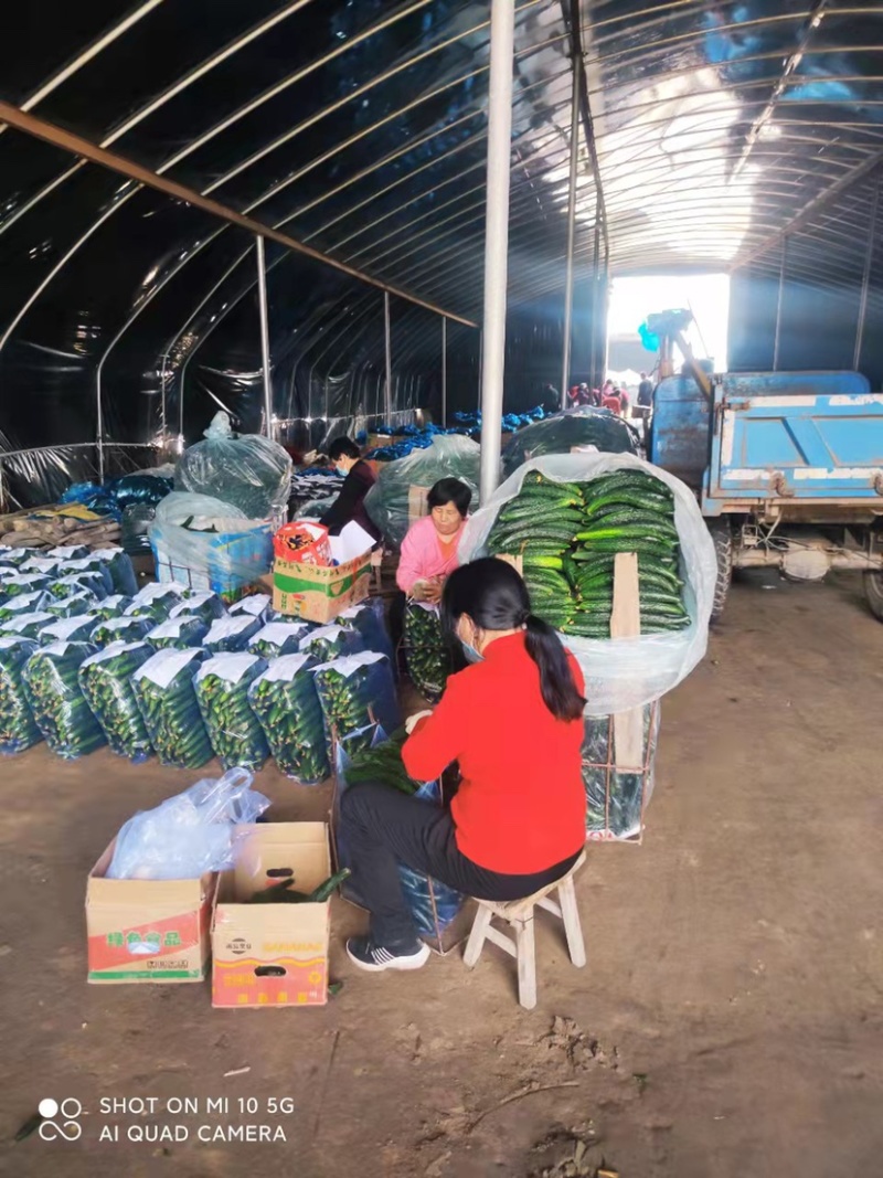 基地直发河南密刺黄瓜绿肉货优欢迎各位老板采购