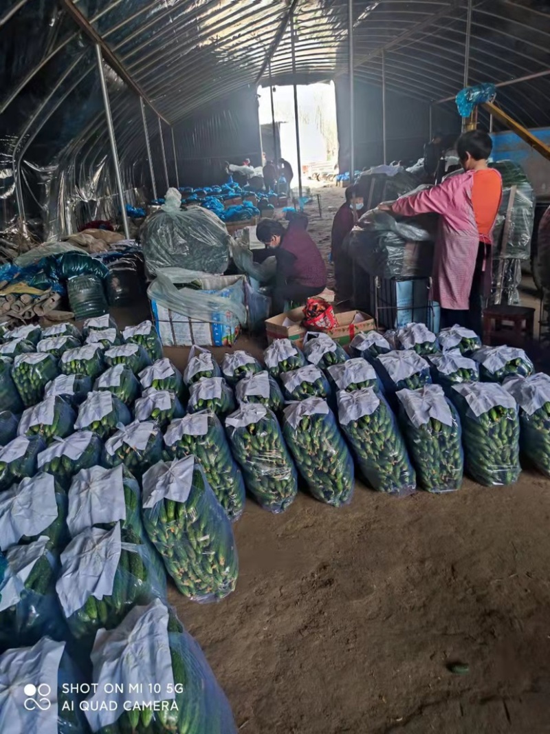 基地直发河南密刺黄瓜绿肉货优欢迎各位老板采购
