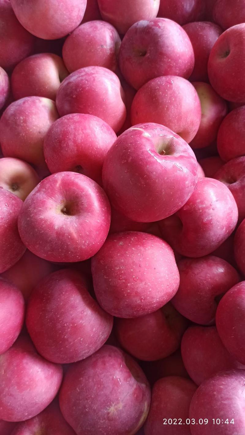 红星苹果苹果产地大量供应，产地一手货源，保质保量