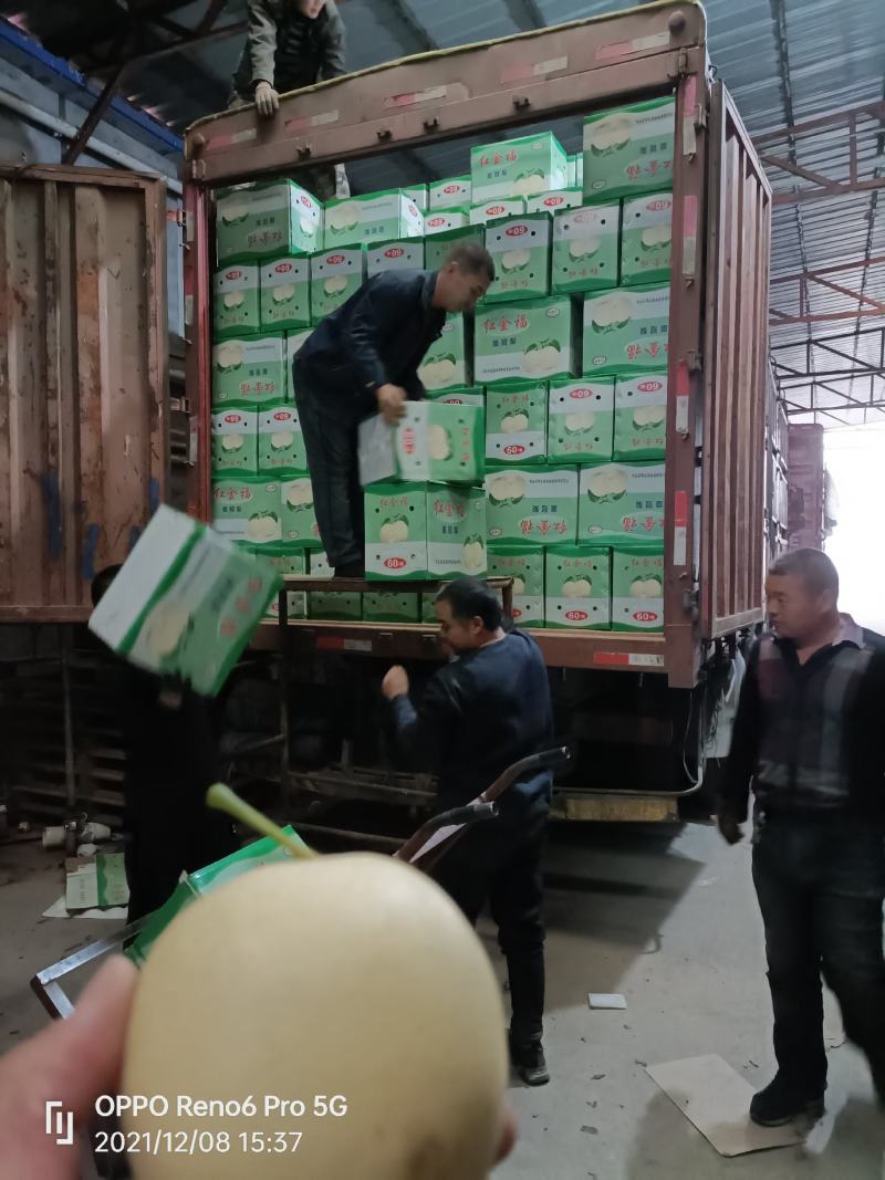 梨赵县皇冠梨质量好价格低冷库基地直供货发全国