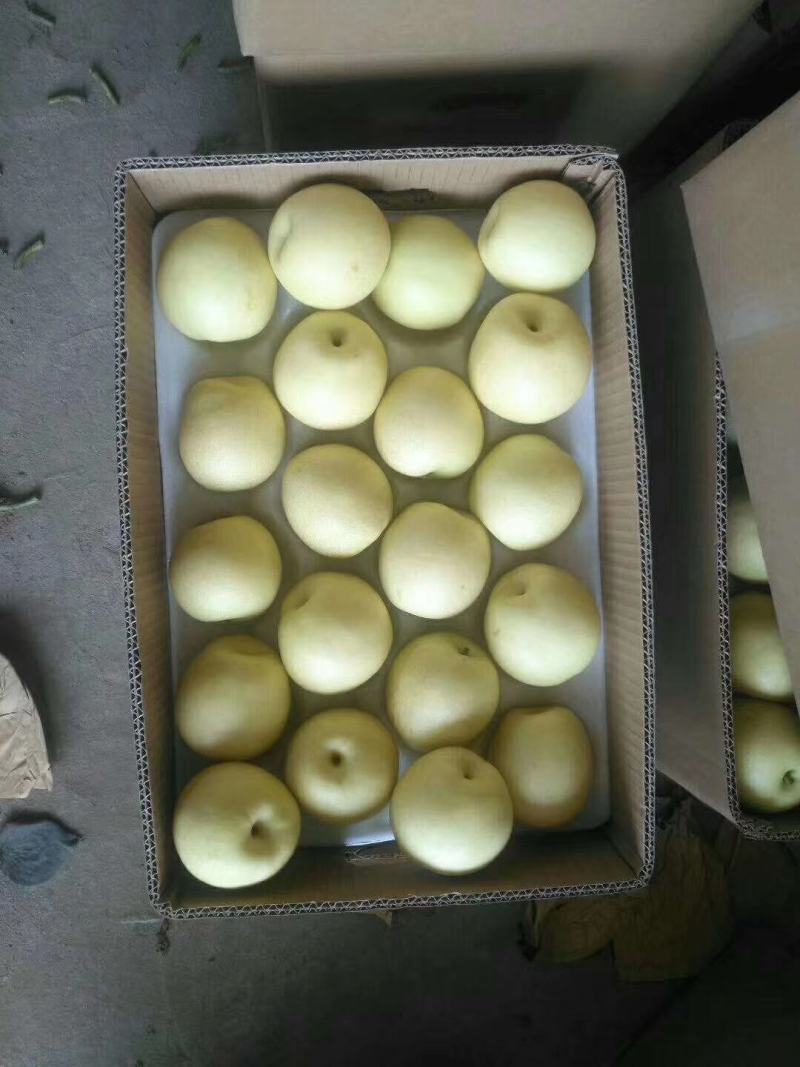 梨赵县皇冠梨质量好价格低冷库基地直供货发全国