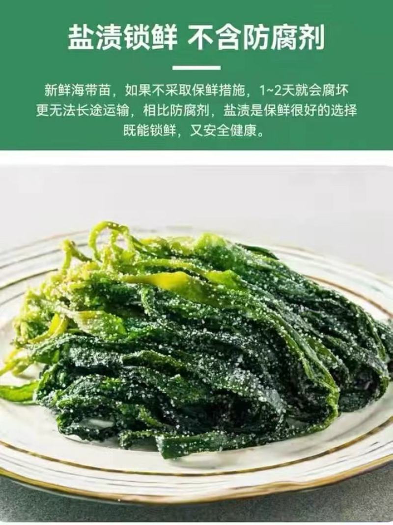 霞浦海带苗非干货新鲜小海带芽盐渍嫩苗凉拌火锅商用