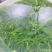霞浦海带苗非干货新鲜小海带芽盐渍嫩苗凉拌火锅商用