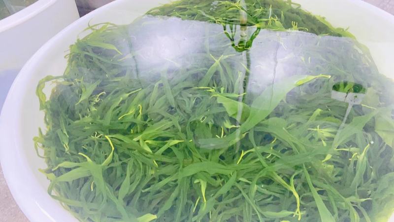 霞浦海带苗非干货新鲜小海带芽盐渍嫩苗凉拌火锅商用