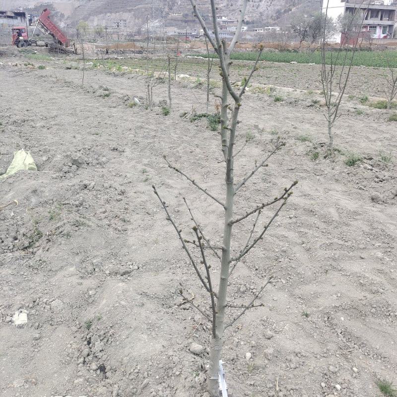 各种规格陇南大红袍嫁接无刺花椒苗原生苗